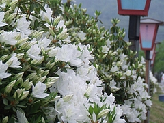 DSCF3924