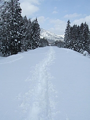DSCF2799