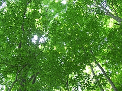 DSCF1081