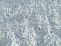 DSCF2732