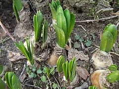 DSCF3178