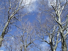 DSCF2266