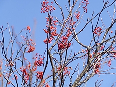 DSCF2078