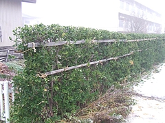 DSCF2394
