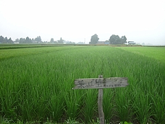 IMG_7070 IMG_7070