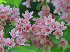 DSCF4248