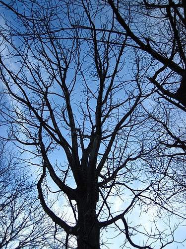 IMG_6993 IMG_6993