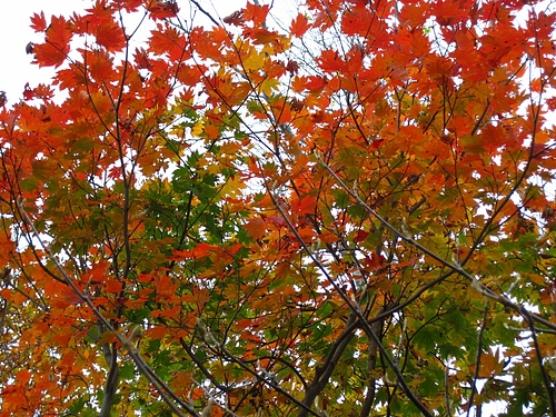 IMG_6376 IMG_6376