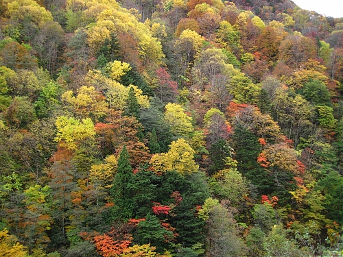 IMG_6385 IMG_6385