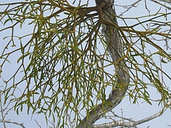 DSCF2370