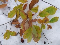 DSCF2380