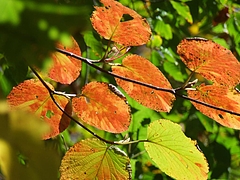DSCF1876