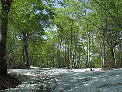DSCF4085
