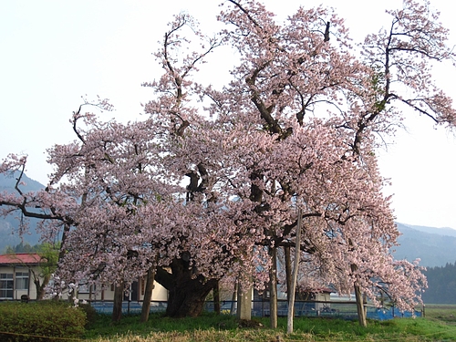 山口の奨学桜(IMG_3827) 山口の奨学桜(IMG_3827)