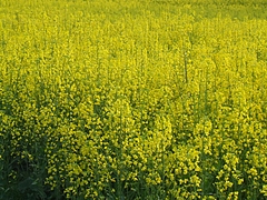 DSCF3904