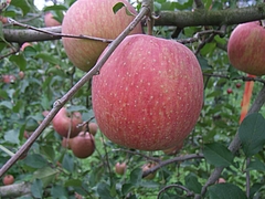DSCF2041