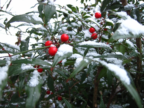 IMG_7079 IMG_7079