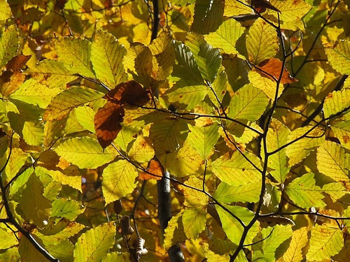 DSCF4768 DSCF4768