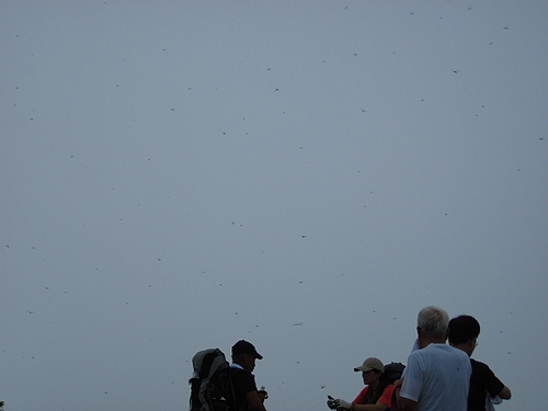 IMG_5001 IMG_5001