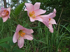 DSCF4254