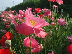 DSCF4238