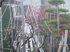 DSCF2397