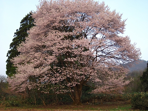 喜三郎桜(IMG_3822) 喜三郎桜(IMG_3822)