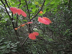 IMG_0976
