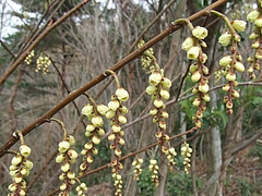 DSCF3341