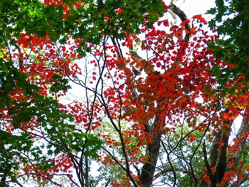 IMG_5933 IMG_5933