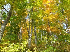 DSCF1994