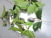 P1190220