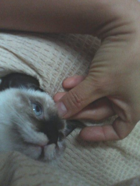 nicoco