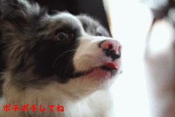 にほんブログ村 犬ブログ ボーダーコリーへ
