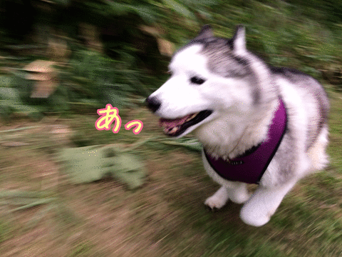 爆走