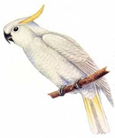 oumu01