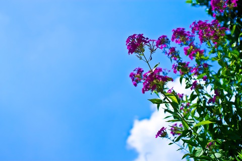 PPS_aozoratokusabana_TP_V