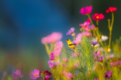 flowers-1835619_960_720