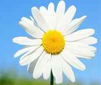 img_white