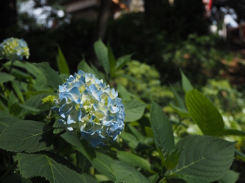 P5270005