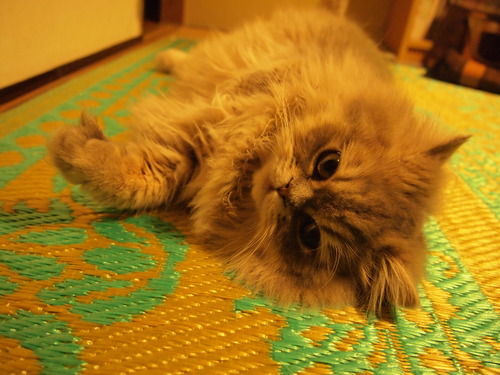 201306cats 003