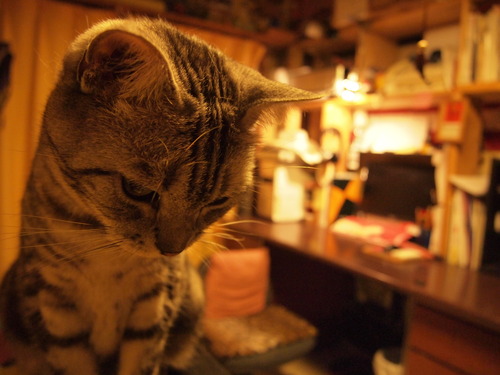 201306cats 011