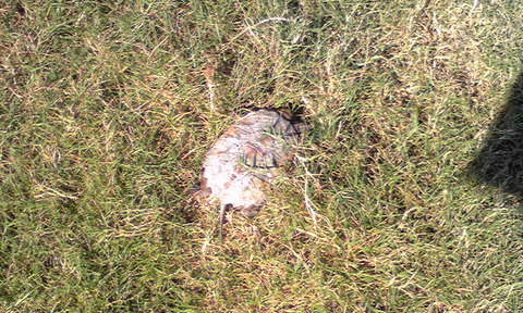 turtle2