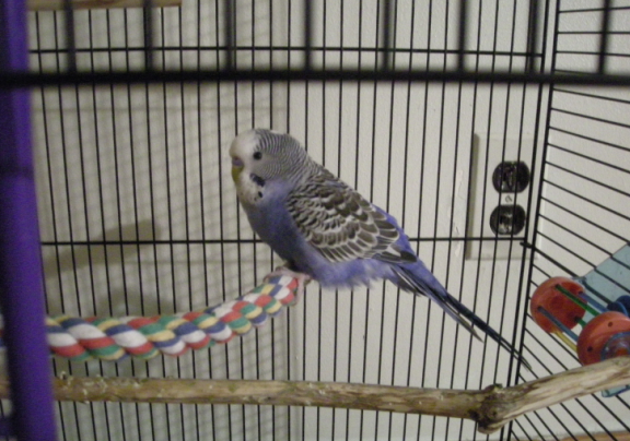 parakeet