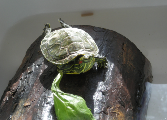 slider kame