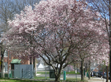sakura