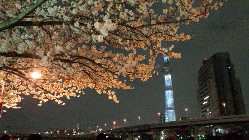 桜とst1
