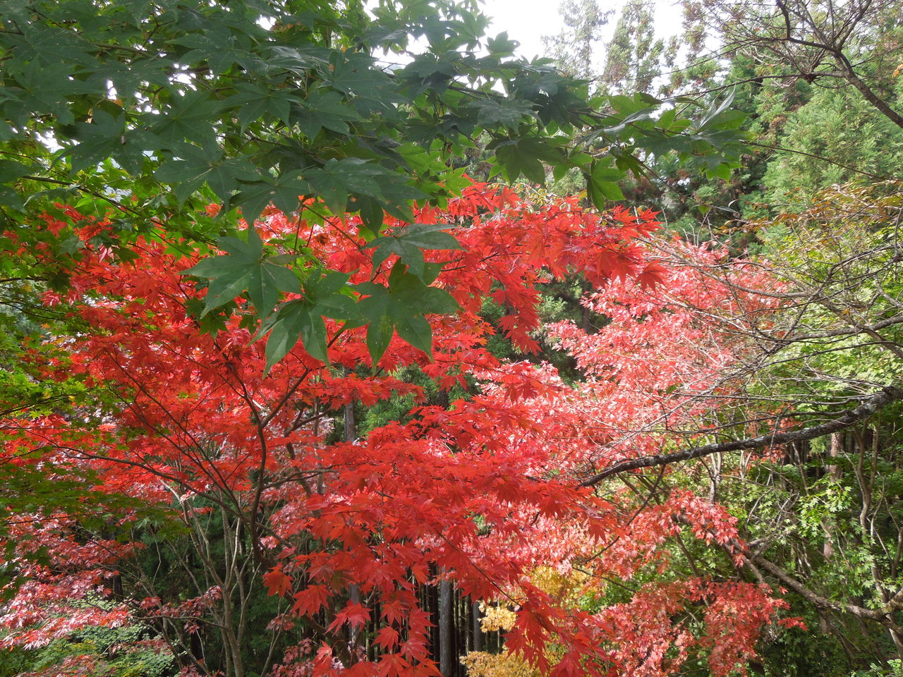 DSCN2653長尾平の紅葉