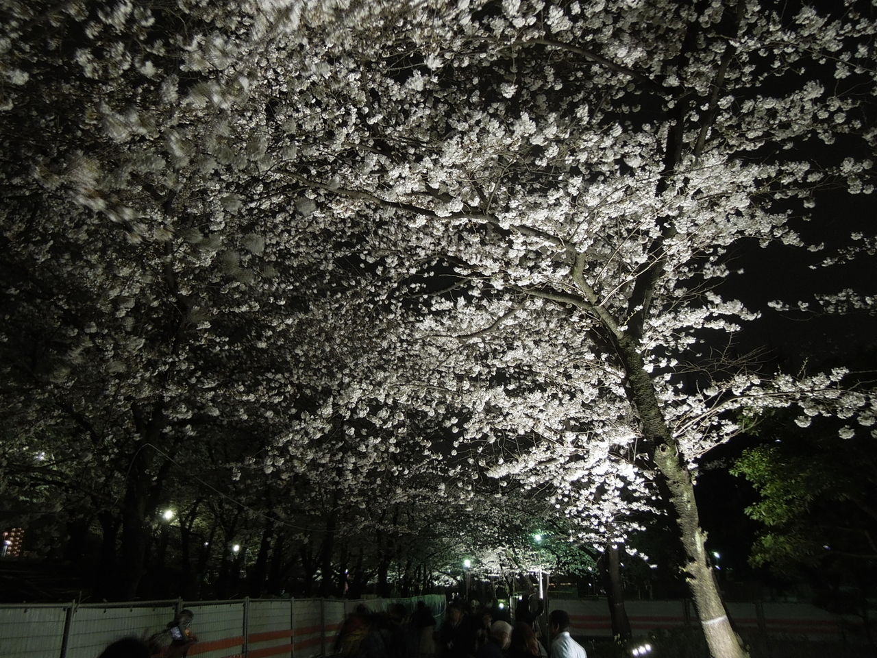 桜のトンネル2