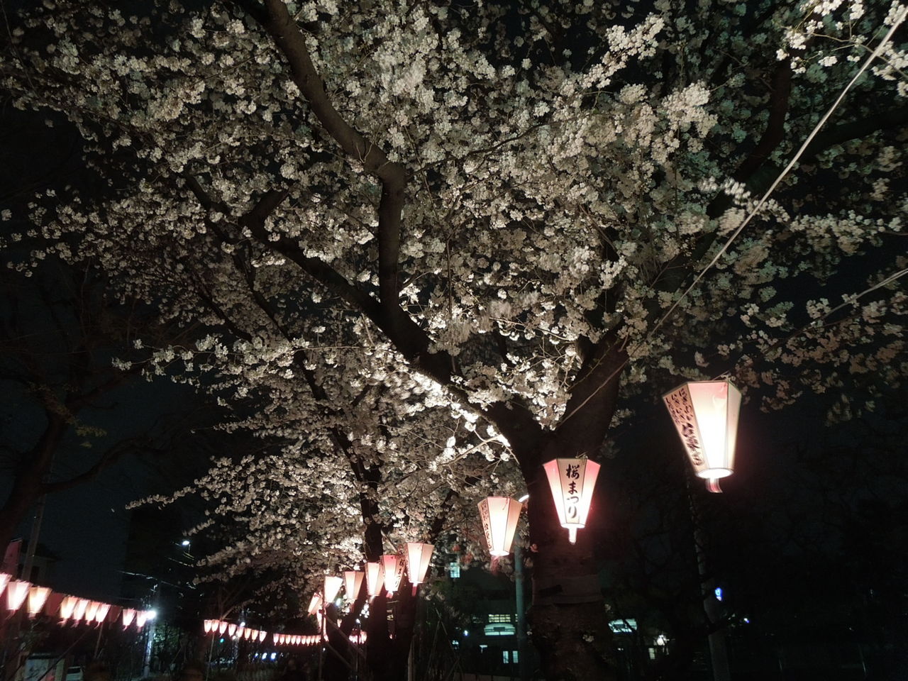 夜の提灯と桜